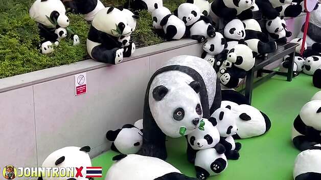Pandas